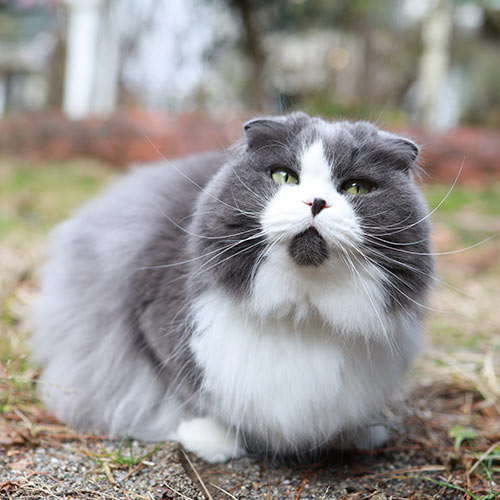 富士山　健康開運　猫と犬のお宿　ペンションブルーポピー「福ちゃん」