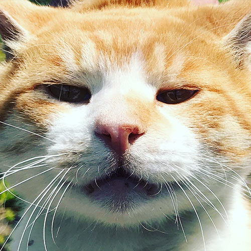 カントリーコテージ和樹あい愛「チビ」