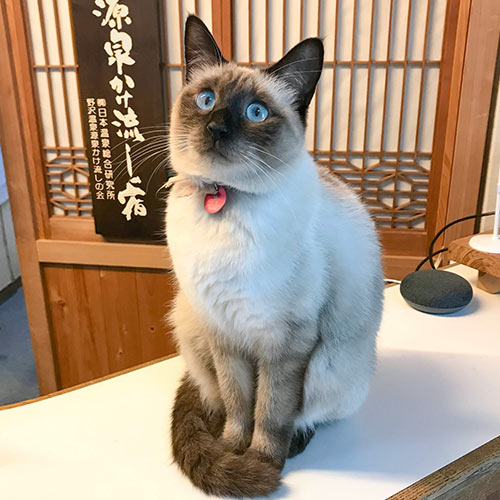 野沢温泉　桐屋旅館 「すず」