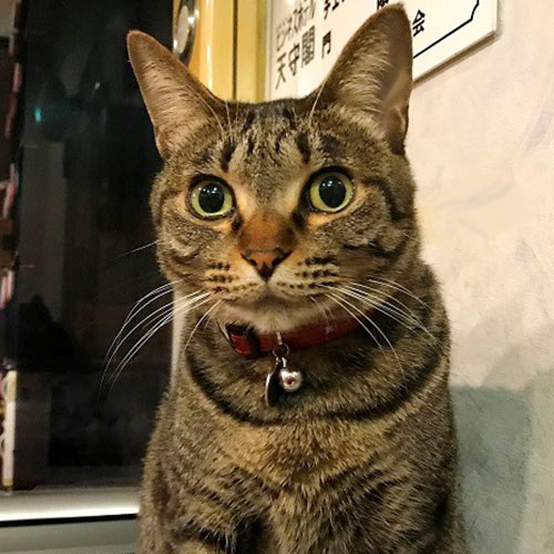 人吉ステーションビジネスホテル天守閣「ちーちゃん」