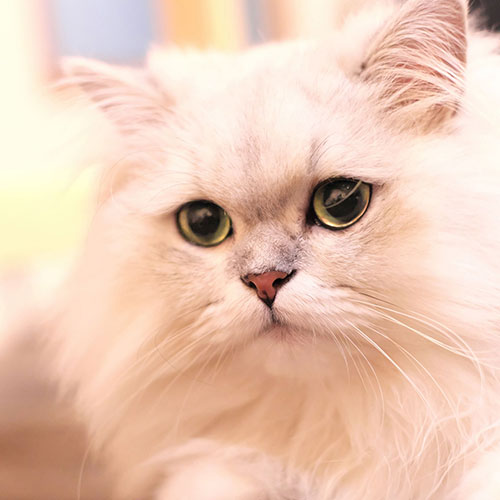 伊豆高原　猫のいるお宿　プチホテル　フロマージュ「ゆき」