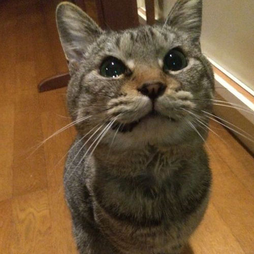 伊東温泉　愛犬と泊まれる宿アップルシード「せら」