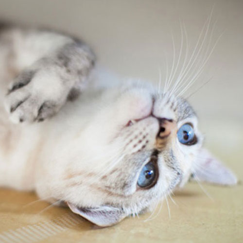 別府温泉　新玉旅館「ミルク」