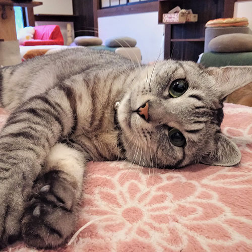 割烹旅館みなみ家　＆　別邸　ねこ処みなみ家「しるびー（MIXサバトラ）」