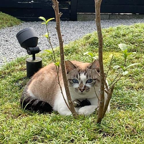 湯平温泉　癒しの宿　鷹勝「こゆき」