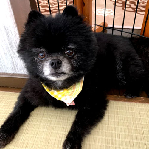 三塔庵「ユキ」