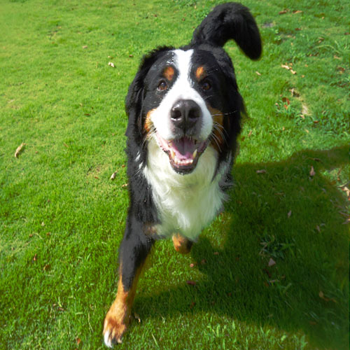 かざみどり～ワンコにも休日を～「柑太」