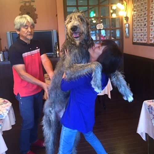 伊豆高原　ドッグリゾート　ＯＮＥ　ＭＯＲＥ（ワンモア）「ルパン2世（通称ルーニー）」