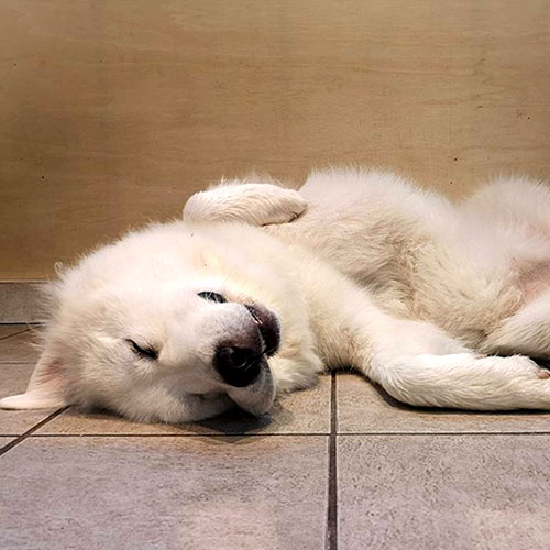 エンゼルフォレスト那須白河「ジーナ」