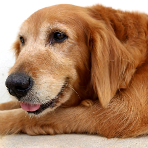 むりぶしの宿「リリー」