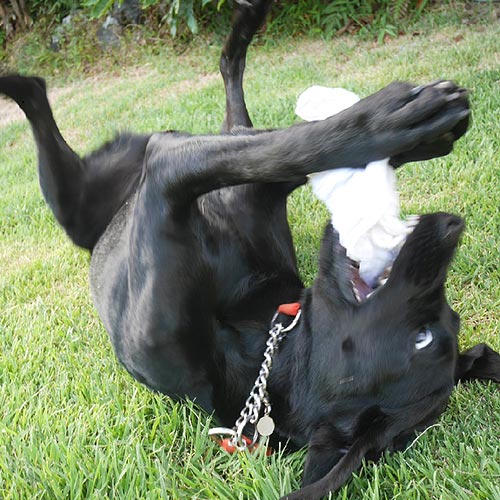 愛犬と泊まる美食と露天風呂の宿　モルゲン「すず」