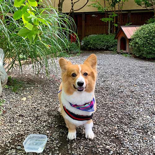 浅間温泉　四季彩々の隠れ宿　富士乃湯「コウ」