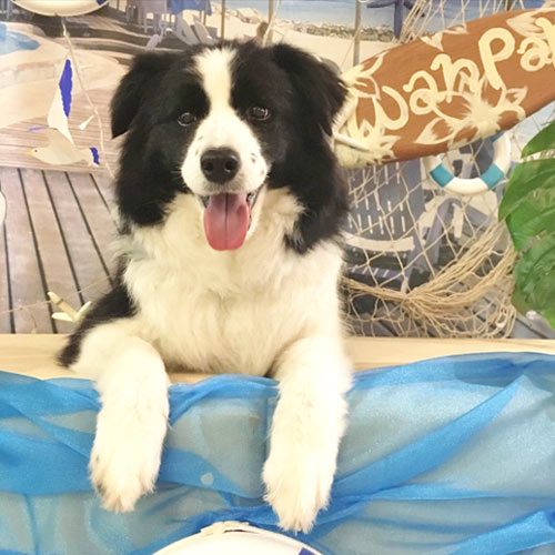 伊豆高原わんわんパラダイスホテル「小春」