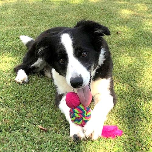 愛犬と過す海辺のお宿　ムーン・リバージュ． 「ベティ」