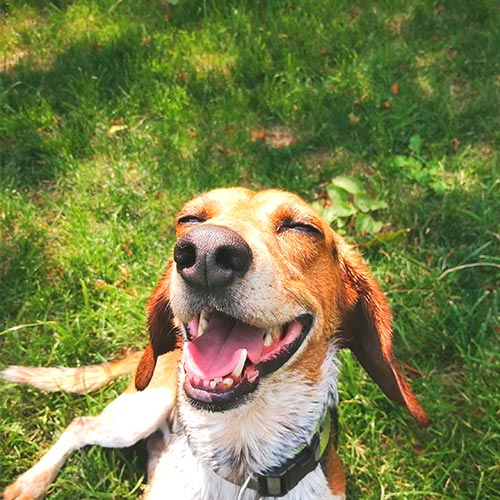 箱根強羅グアムドッグ本店「ジェリー」