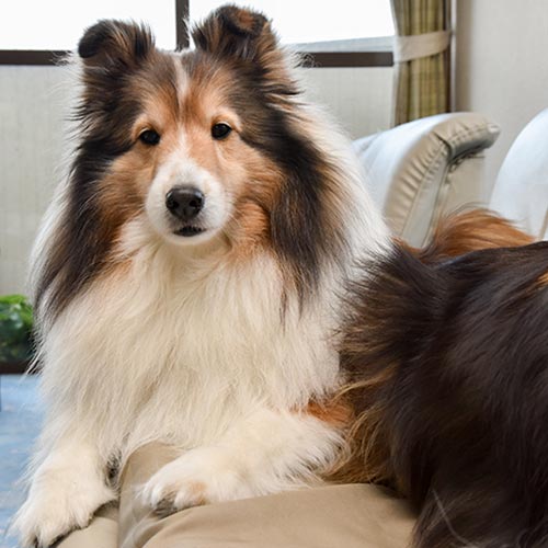 伊勢二見　愛犬と泊まれる旅館　まつしん「カノン」