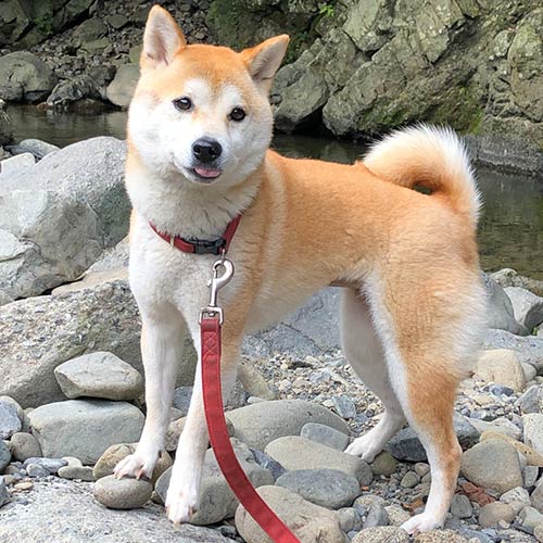 犬鳴山温泉　み奈美亭「さくら」