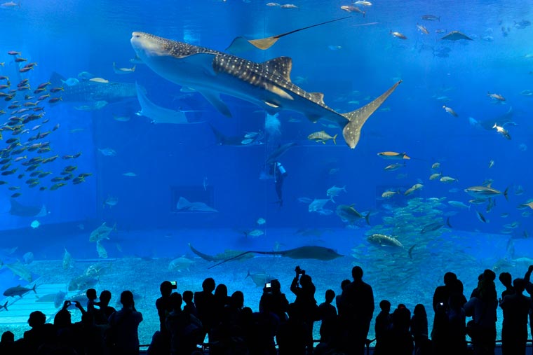 沖縄美ら海水族館