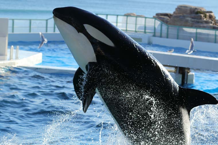 鴨川シーワールド