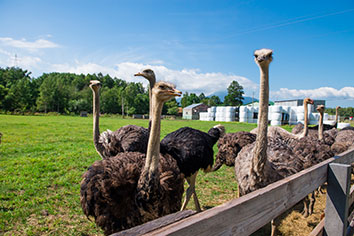 第2有島ダチョウ牧場