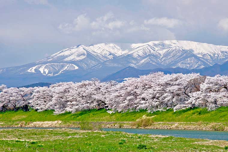 白石川堤一目千本桜