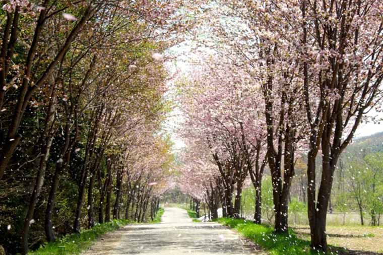 世界一長い桜並木