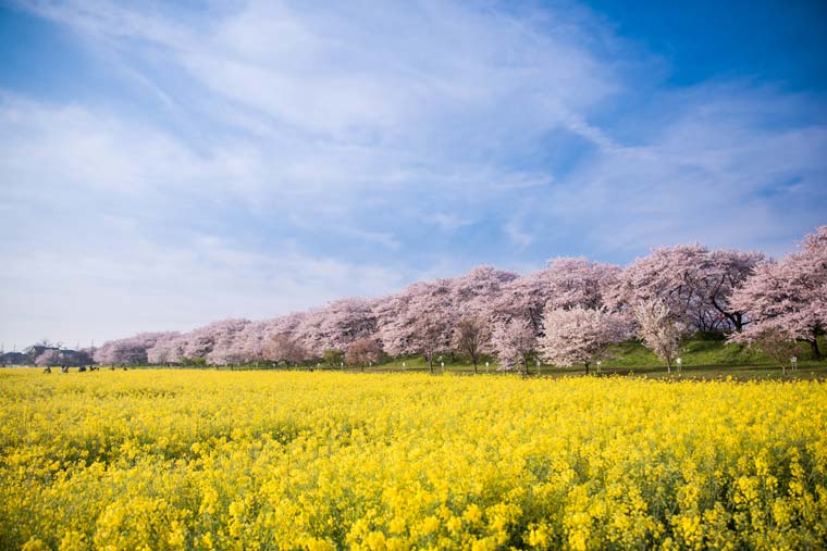 幸手権現堂桜堤