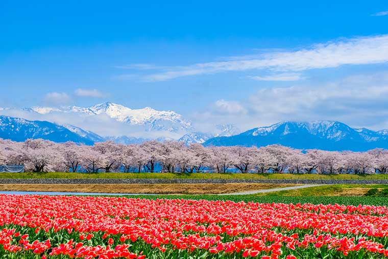 舟川べり桜並木