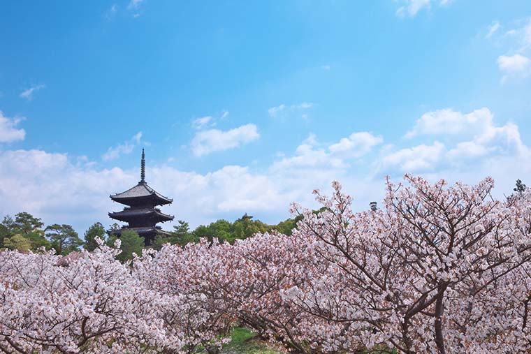 仁和寺の御室桜
