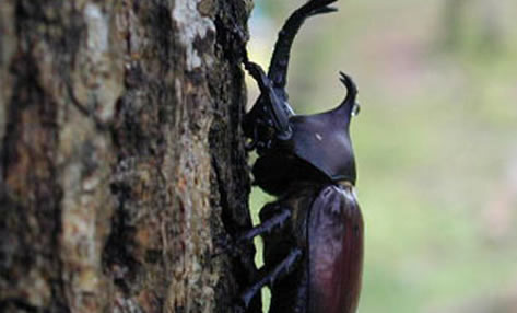 六日町温泉　いろりあん