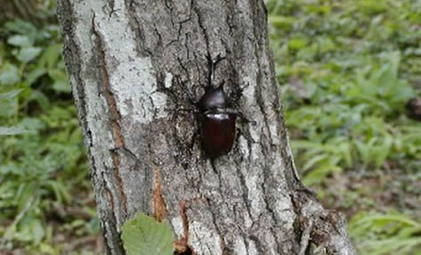 六日町温泉　ぬくもりとやすらぎの宿　越路荘