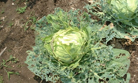 農家体験民宿　里舎