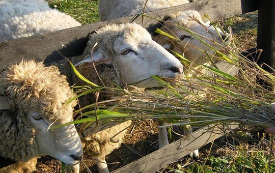 淡路カントリーガーデン　＜淡路島＞