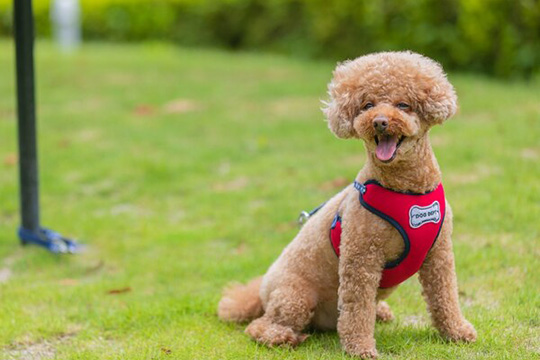 コレドール湯河原　Ｄｏｇ＆Ｒｅｓｏｒｔ