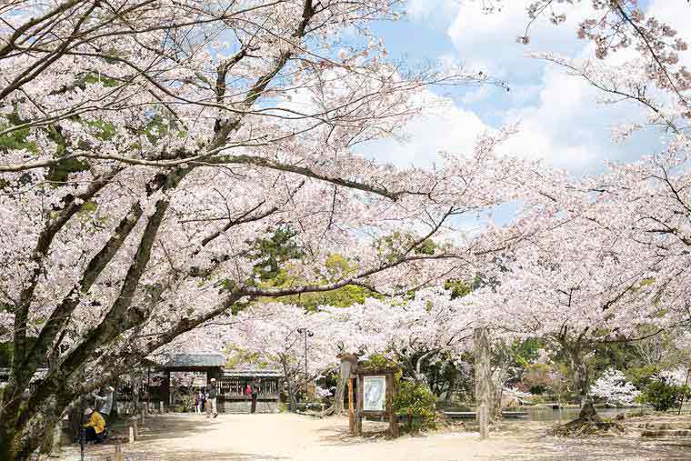 旧嵯峨御所 大覚寺門跡