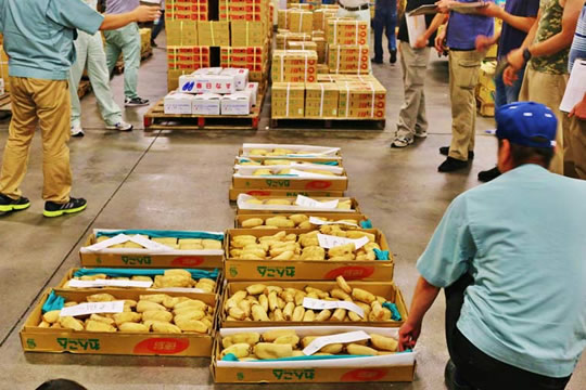 レンコンの取引