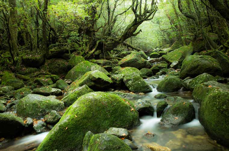 苔むす森・白谷雲水峡