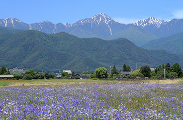 初夏の安曇野