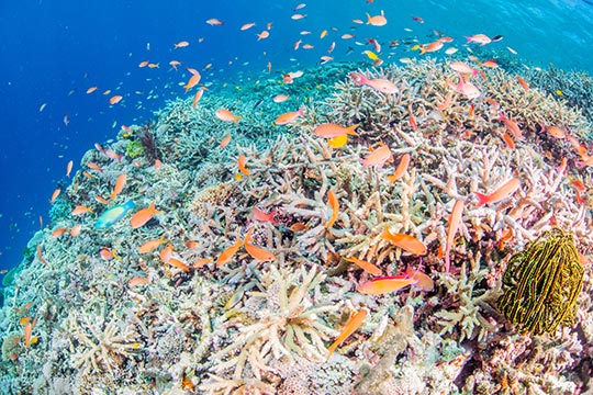 池間島 八重干瀬（やびじ）