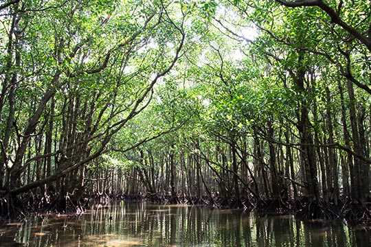 西表島 仲間川 マングローブ
