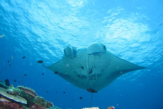 川平マンタスクランブル