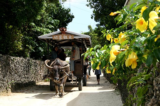 竹富島 水牛車