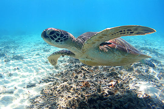 渡嘉敷島 渡嘉志久ビーチ アオウミガメ