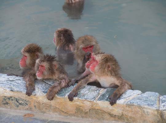 函館温泉・湯の川温泉　温泉に入るニホンザル
