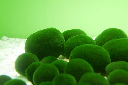 阿寒湖のマリモ