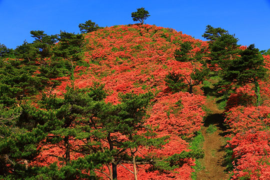 新緑の徳仙丈山