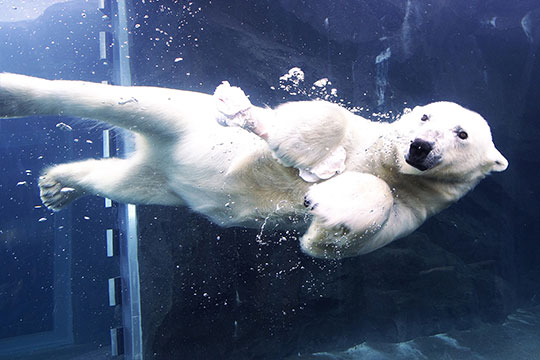 札幌市円山動物園