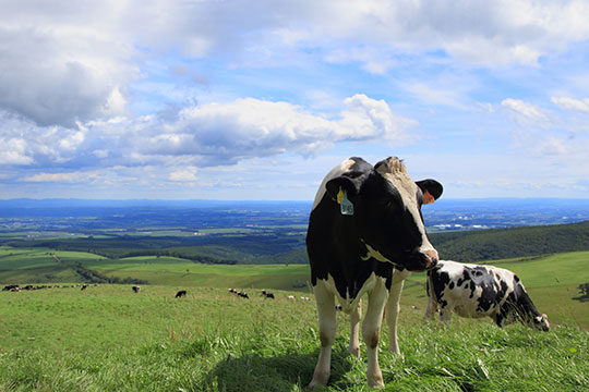 ナイタイ高原牧場