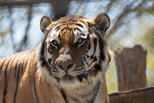 秋田市大森山動物園
