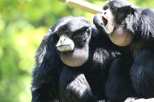 千葉市動物公園